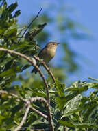 Слика од Phylloscopus canariensis (Hartwig 1886)