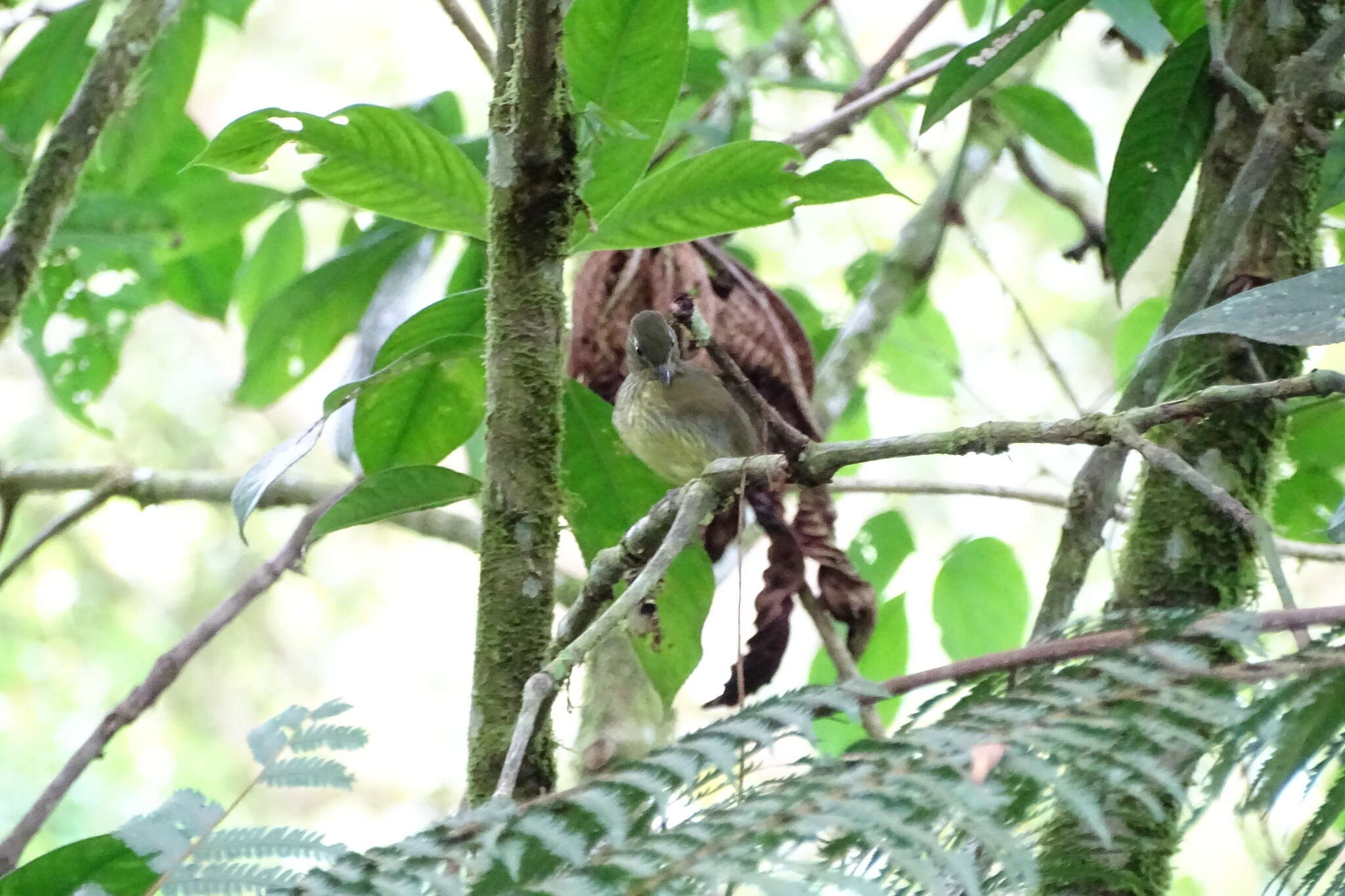 Image of Olive-striped Flycatcher