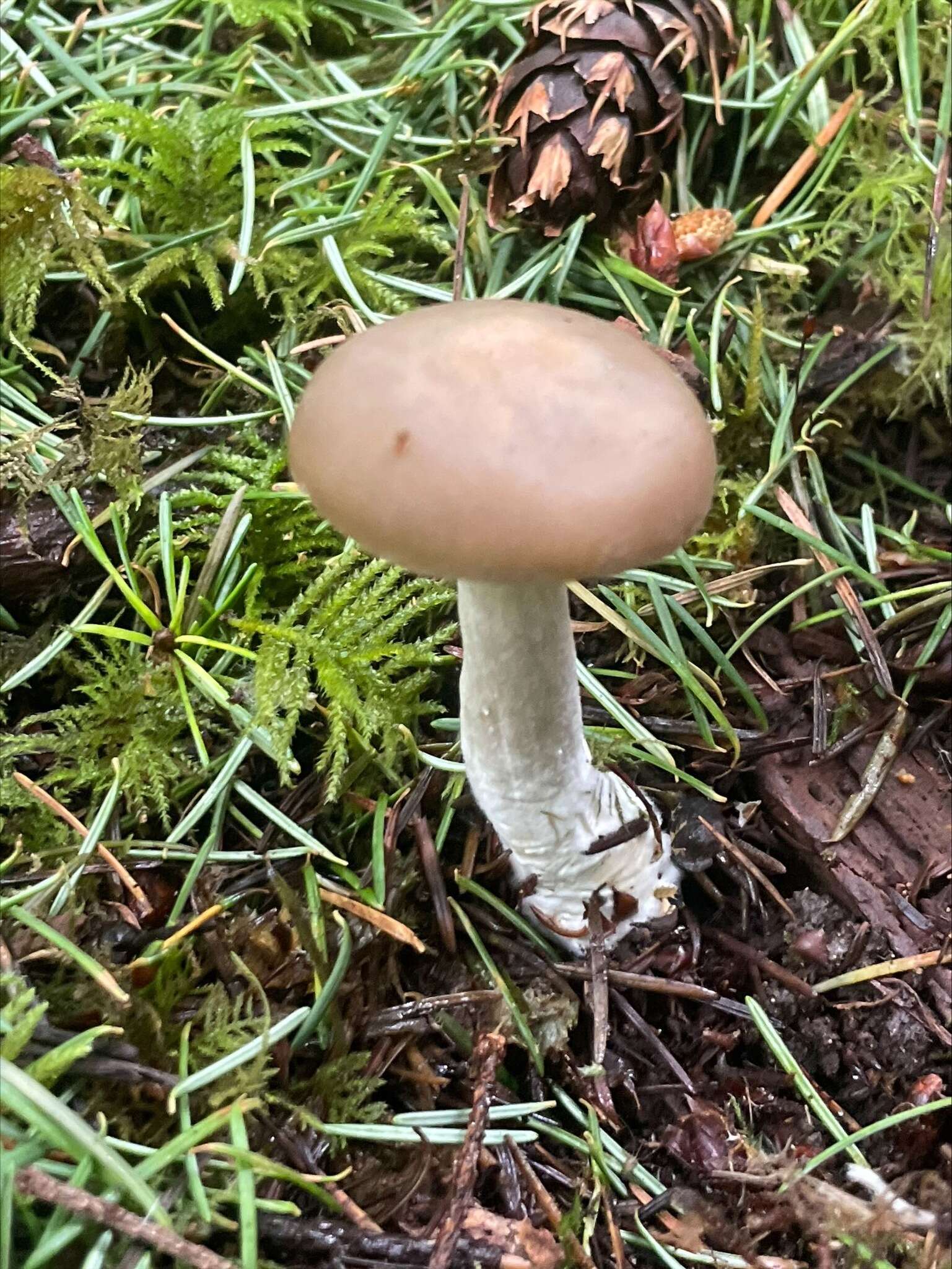 Image of Entoloma griseum Peck 1904