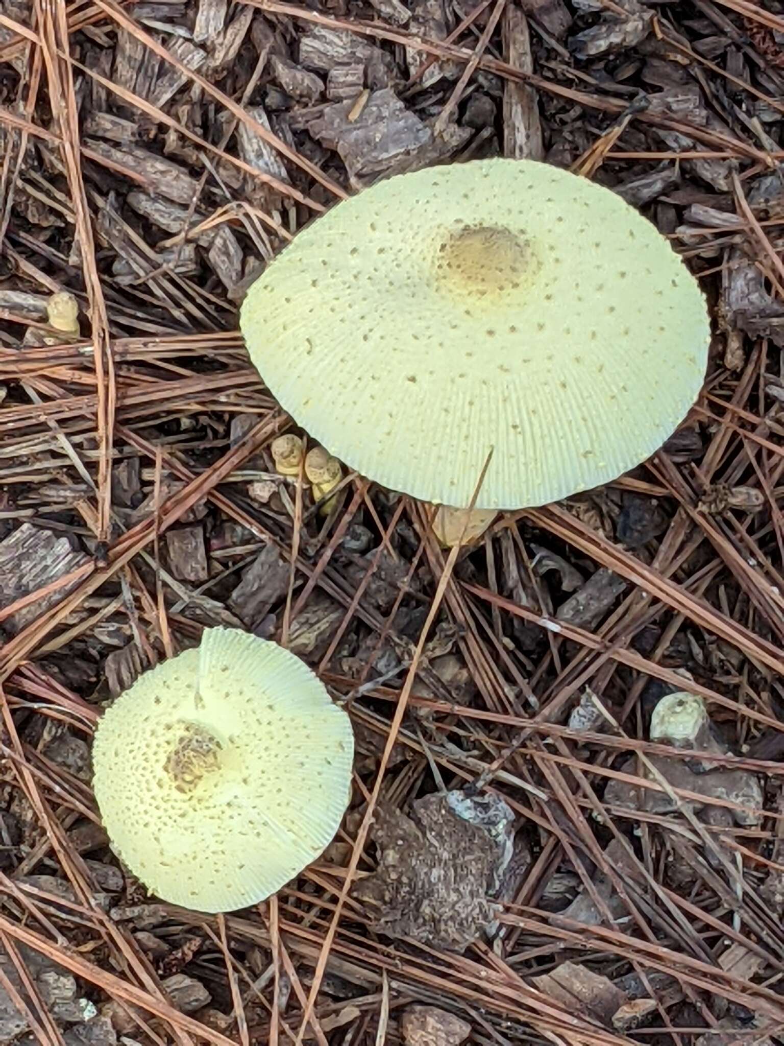 Image of Leucocoprinus tricolor H. V. Sm. 1981