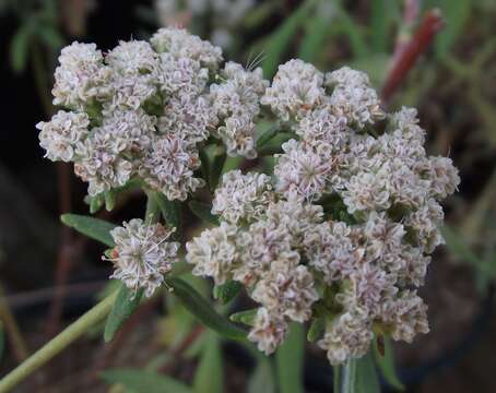 Imagem de Eriogonum arborescens Greene