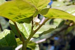 Image of Tamarillo