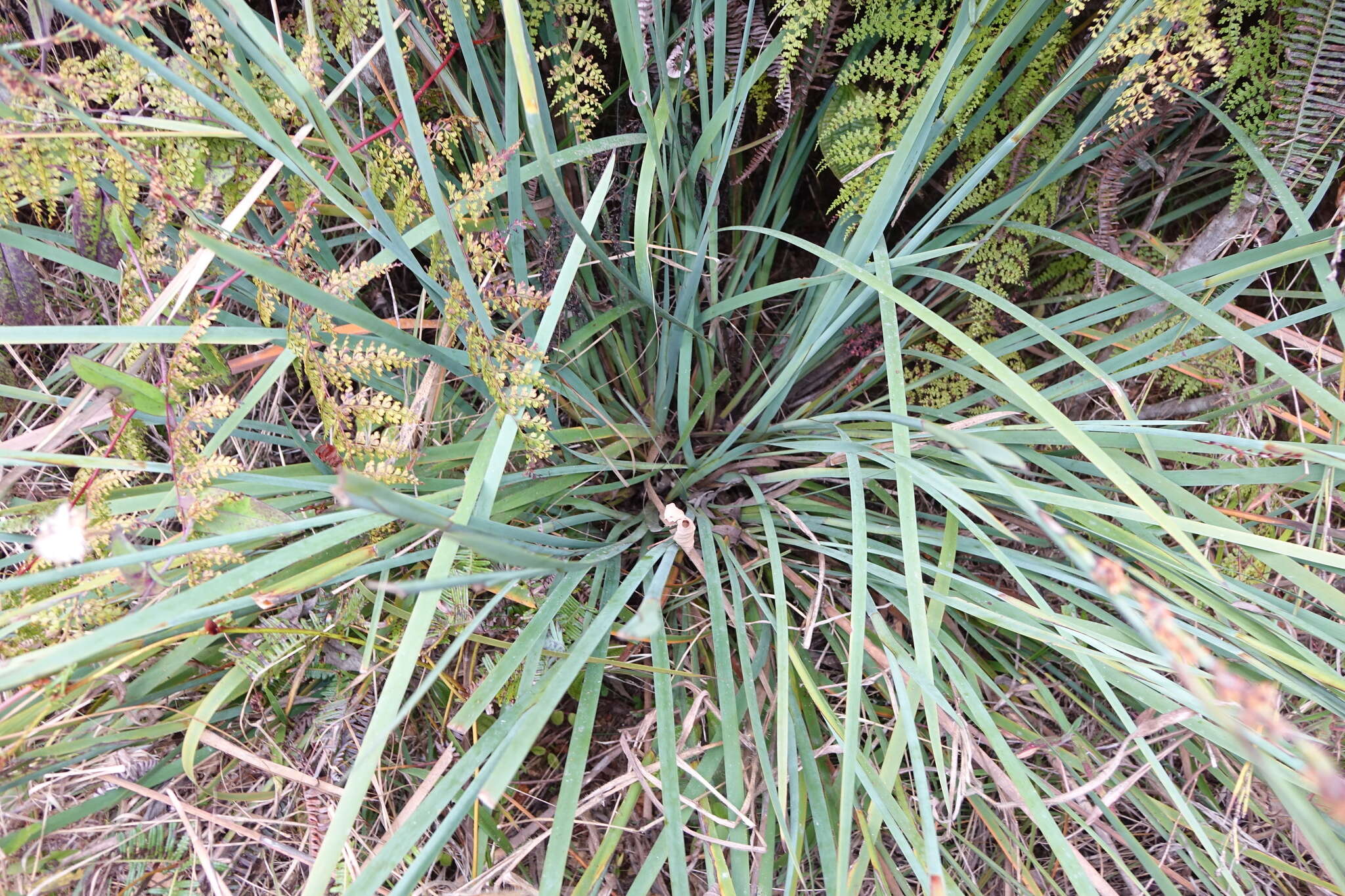 Image of Costularia pantopoda (Baker) C. B. Clarke ex Cherm.