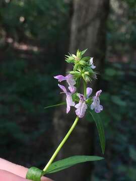 Imagem de Stachys hyssopifolia Michx.