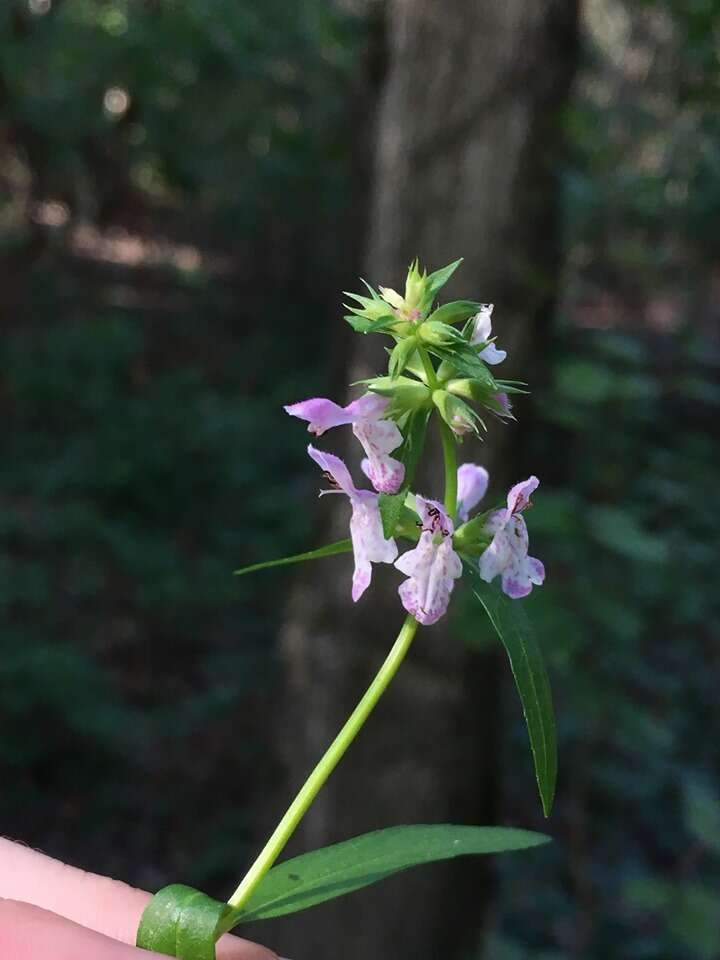 Plancia ëd Stachys hyssopifolia Michx.