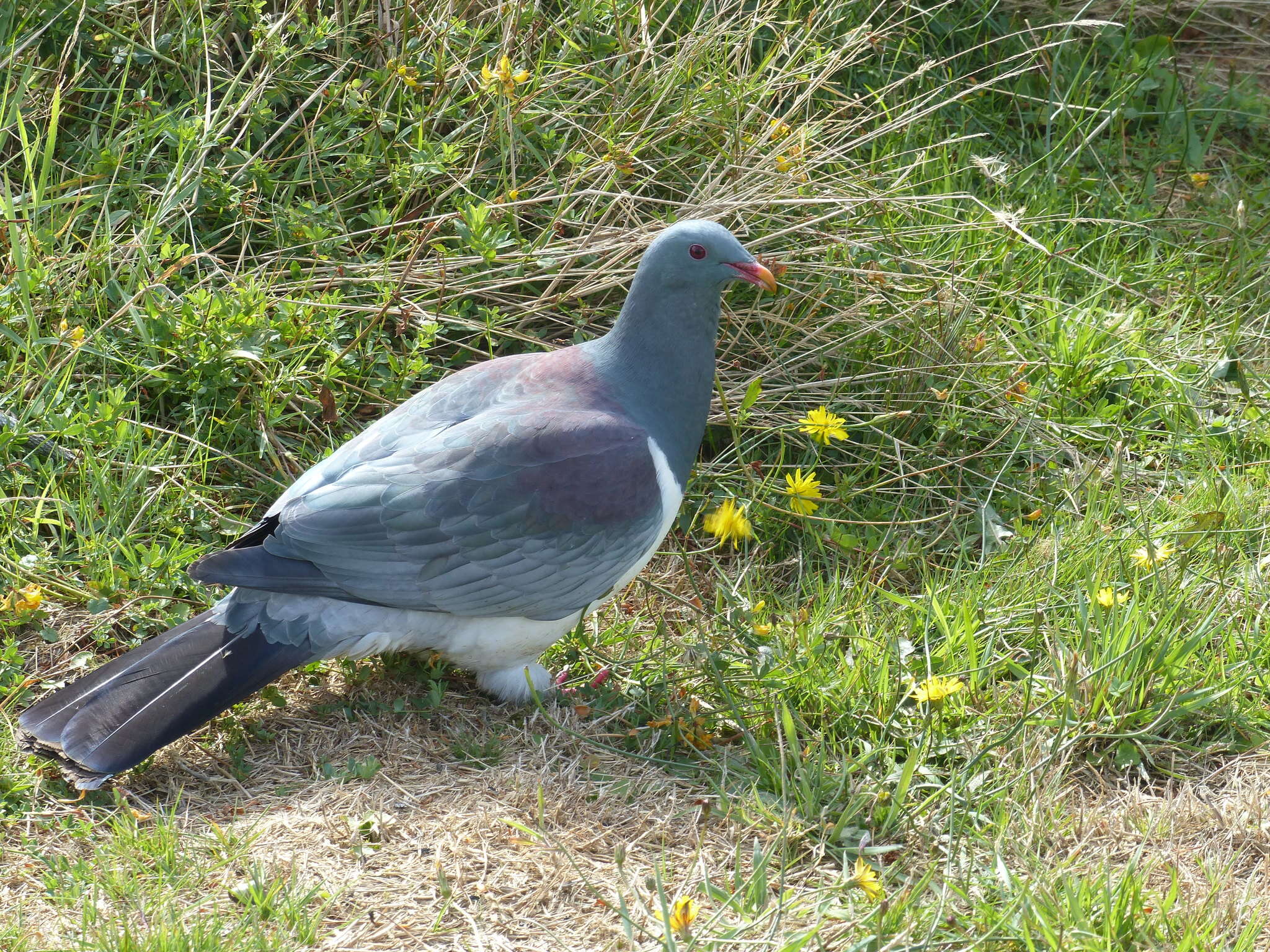 Image of Chatham Island pigeon