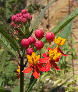 Image of bloodflower