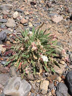 Imagem de Oenothera cespitosa Nutt.