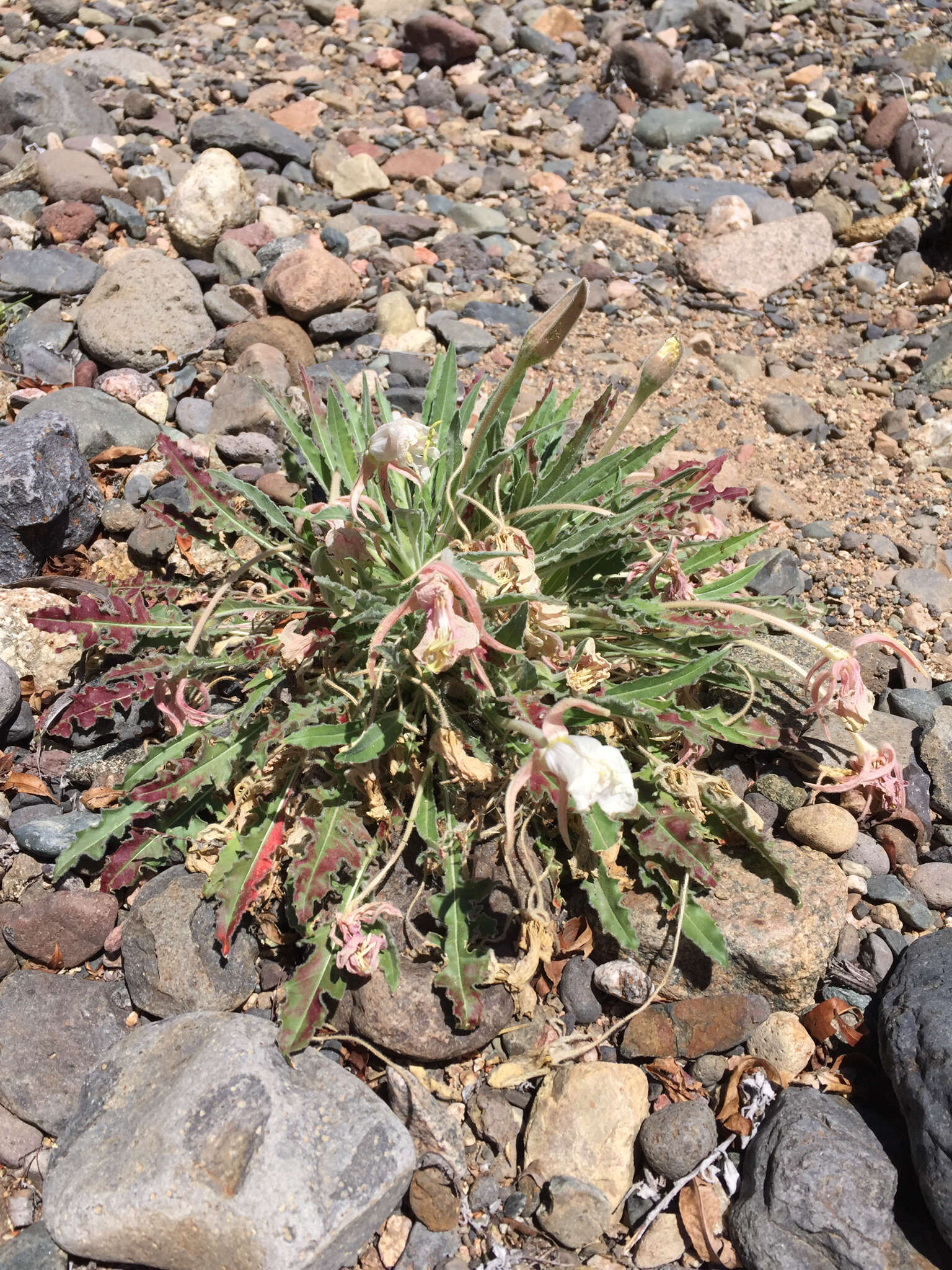 Oenothera cespitosa Nutt. resmi