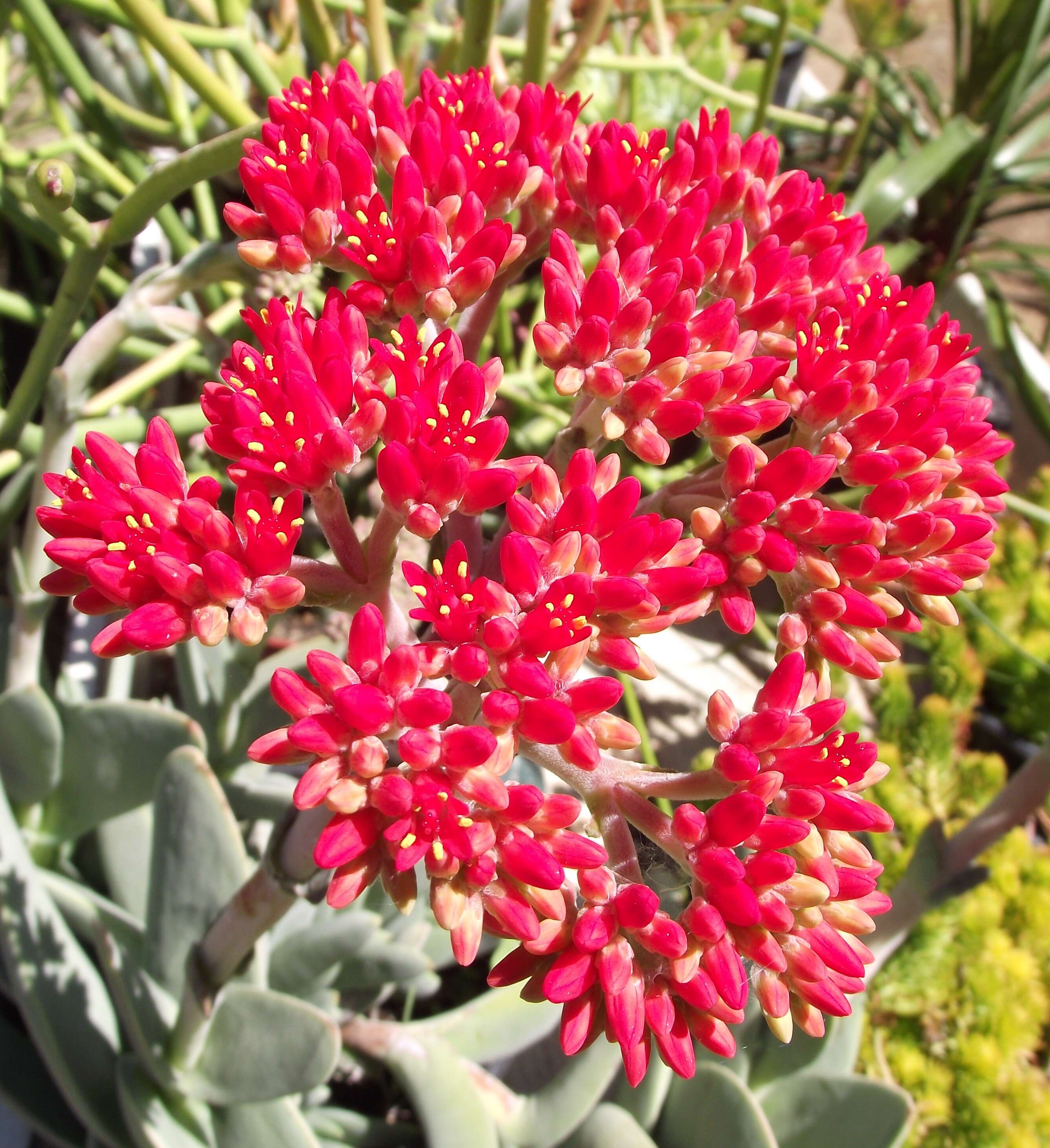 Image of Crassula perfoliata var. minor (Haw.) Rowley