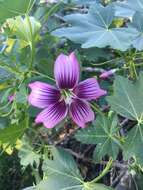 Imagem de <i>Malva assurgentiflora</i> subsp. <i>glabra</i> (Philbrick) M. F. Ray