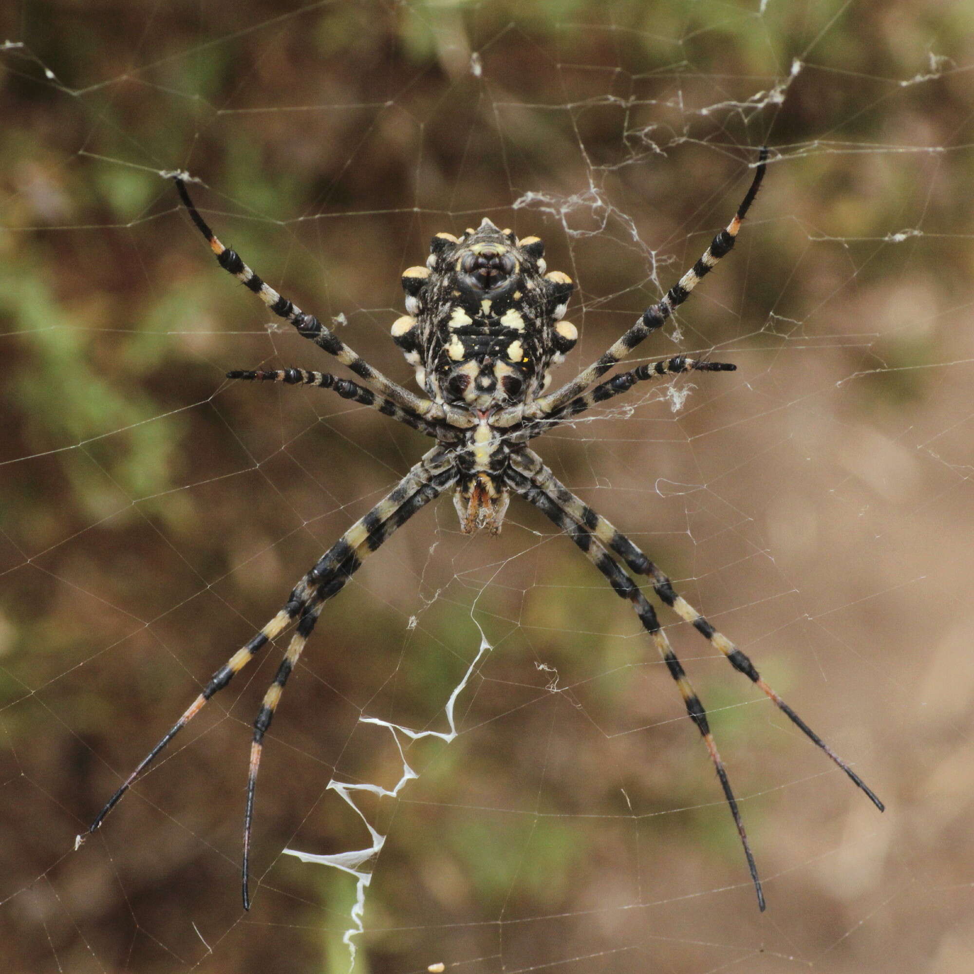 Image of Argiope lobata (Pallas 1772)