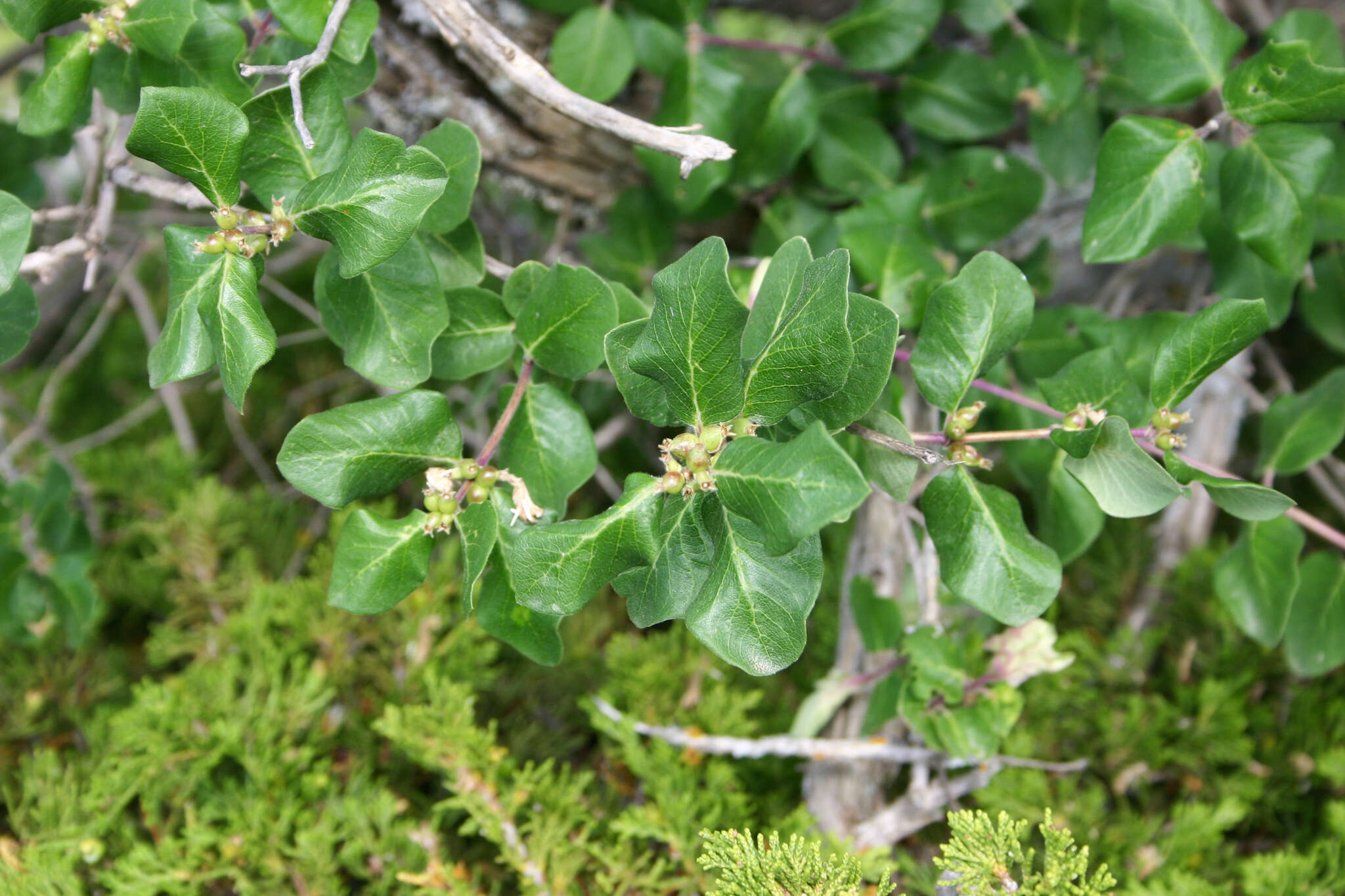 صورة Lonicera arborea Boiss.