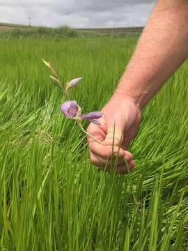 Image of goldblotch gladiolus