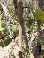 Image of Golden trumpet tree