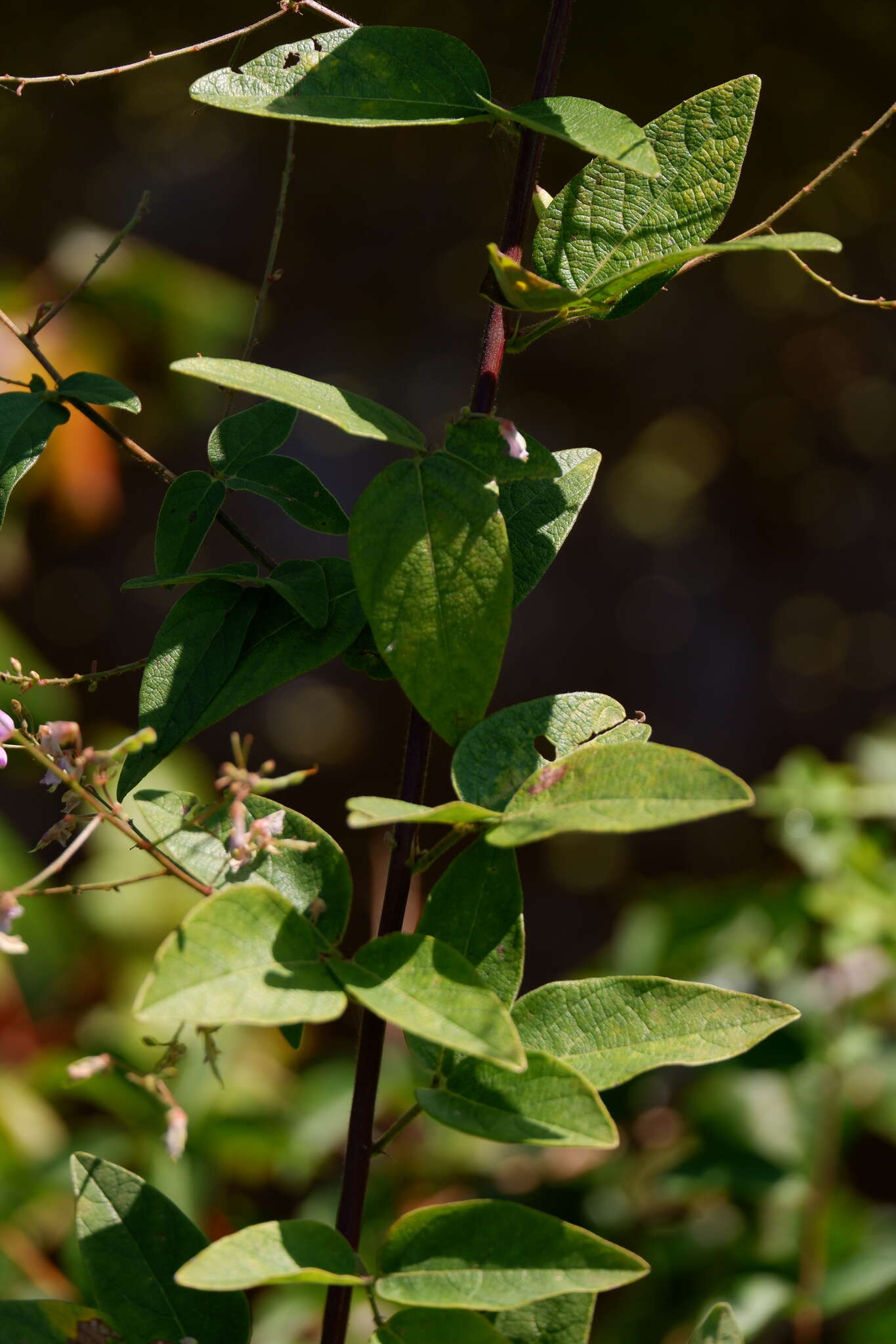 Imagem de Desmodium rigidum (Elliott) DC.