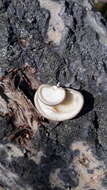 Слика од Pleurotus calyptratus (Lindblad ex Fr.) Sacc. 1887