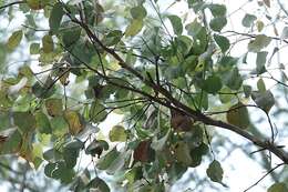 Image of Eucalyptus baueriana Schauer