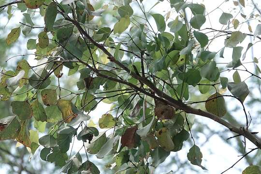 Image of Eucalyptus baueriana Schauer