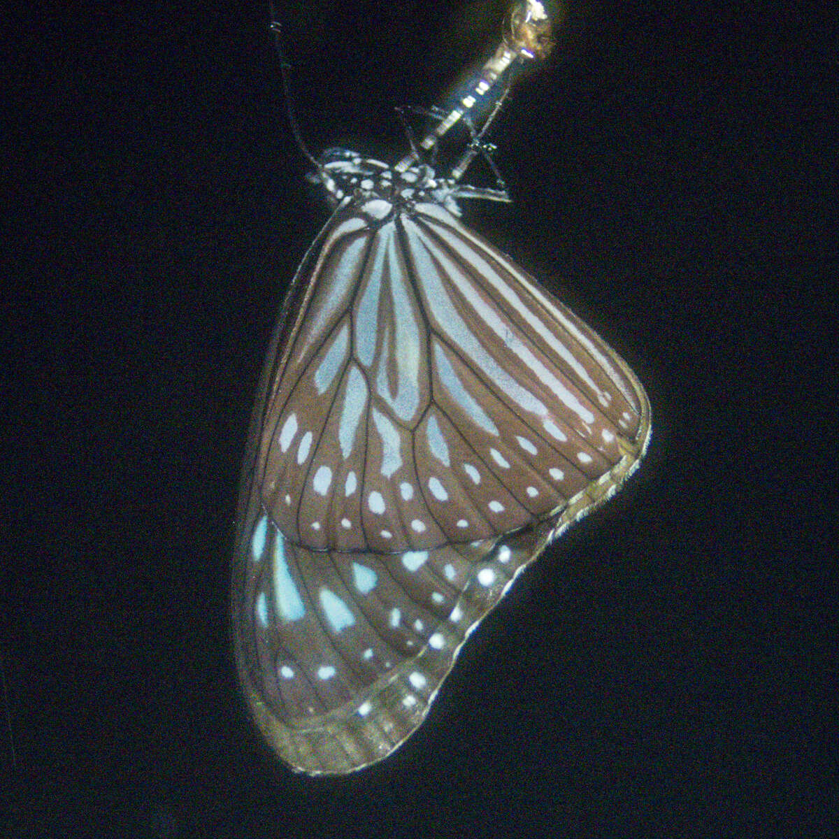 Image of Ideopsis vulgaris contigua Talbot 1939