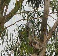 Image of Grey-bellied Cuckoo