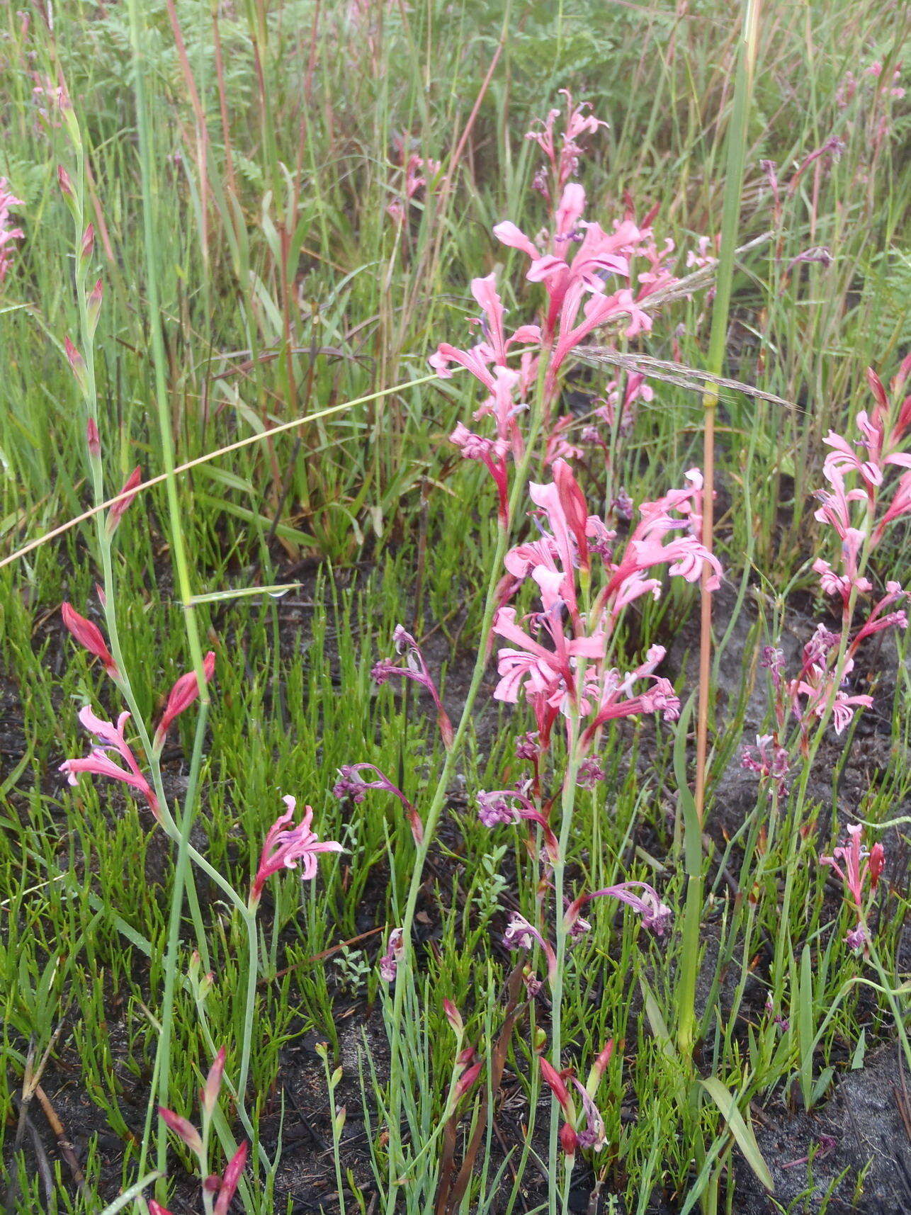 Image of Tritoniopsis ramosa var. ramosa