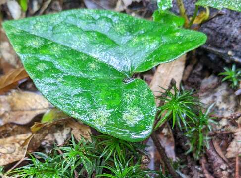 Image of Asarum macranthum Hook. fil.