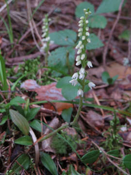 Image of Dwarf rattlesnake plantain (America)