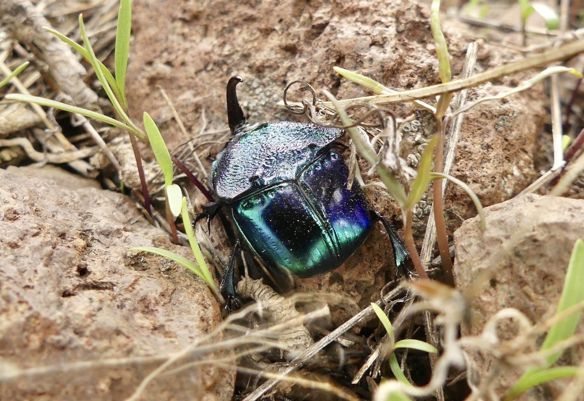 Imagem de Phanaeus (Phanaeus) borealis Olsoufieff 1924