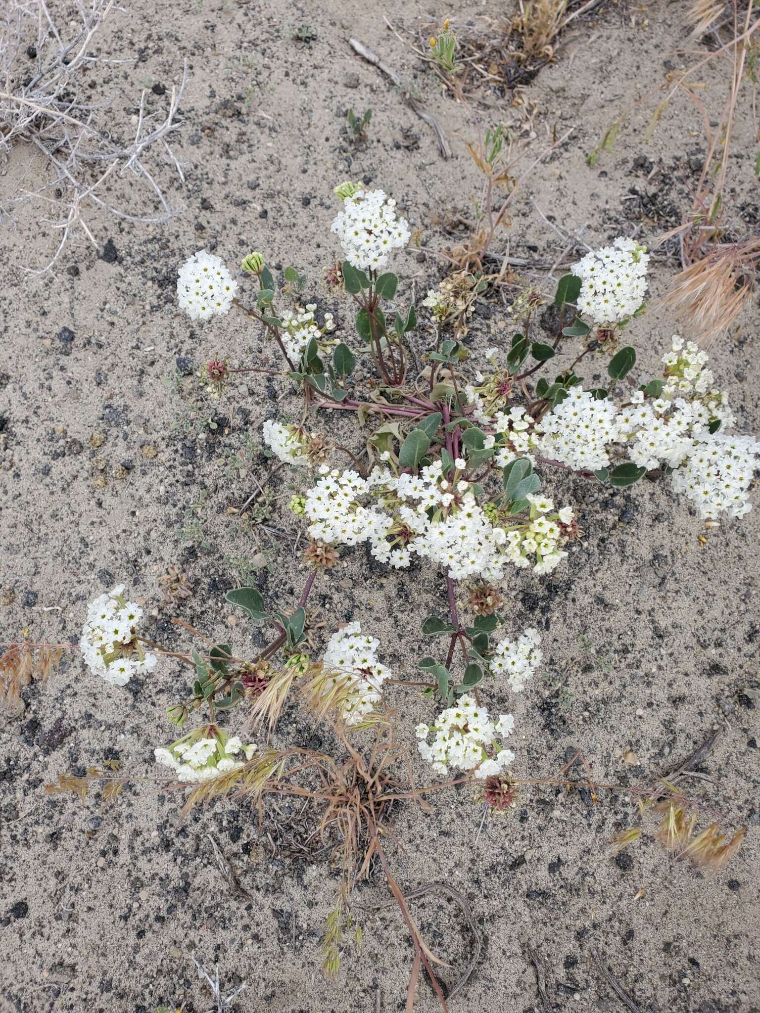 Image of white sand verbena