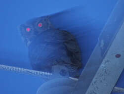 Image of Eagle-owls