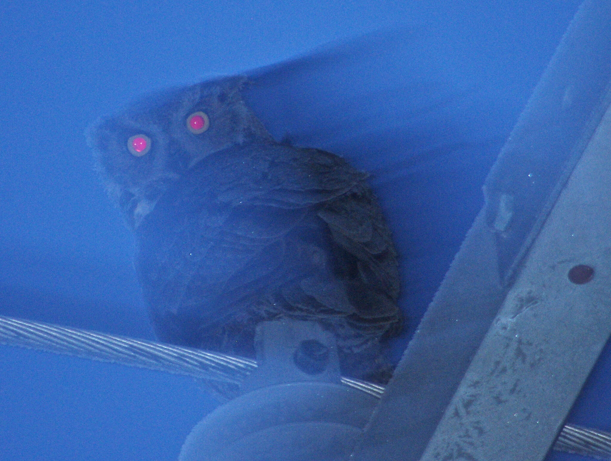 Image of Eagle-owls