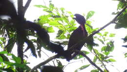 Image of Bare-necked Umbrellabird