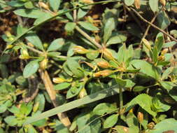 Mecardonia procumbens (Mill.) Small resmi