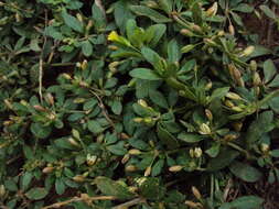 Mecardonia procumbens (Mill.) Small resmi