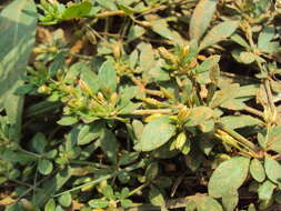 Mecardonia procumbens (Mill.) Small resmi