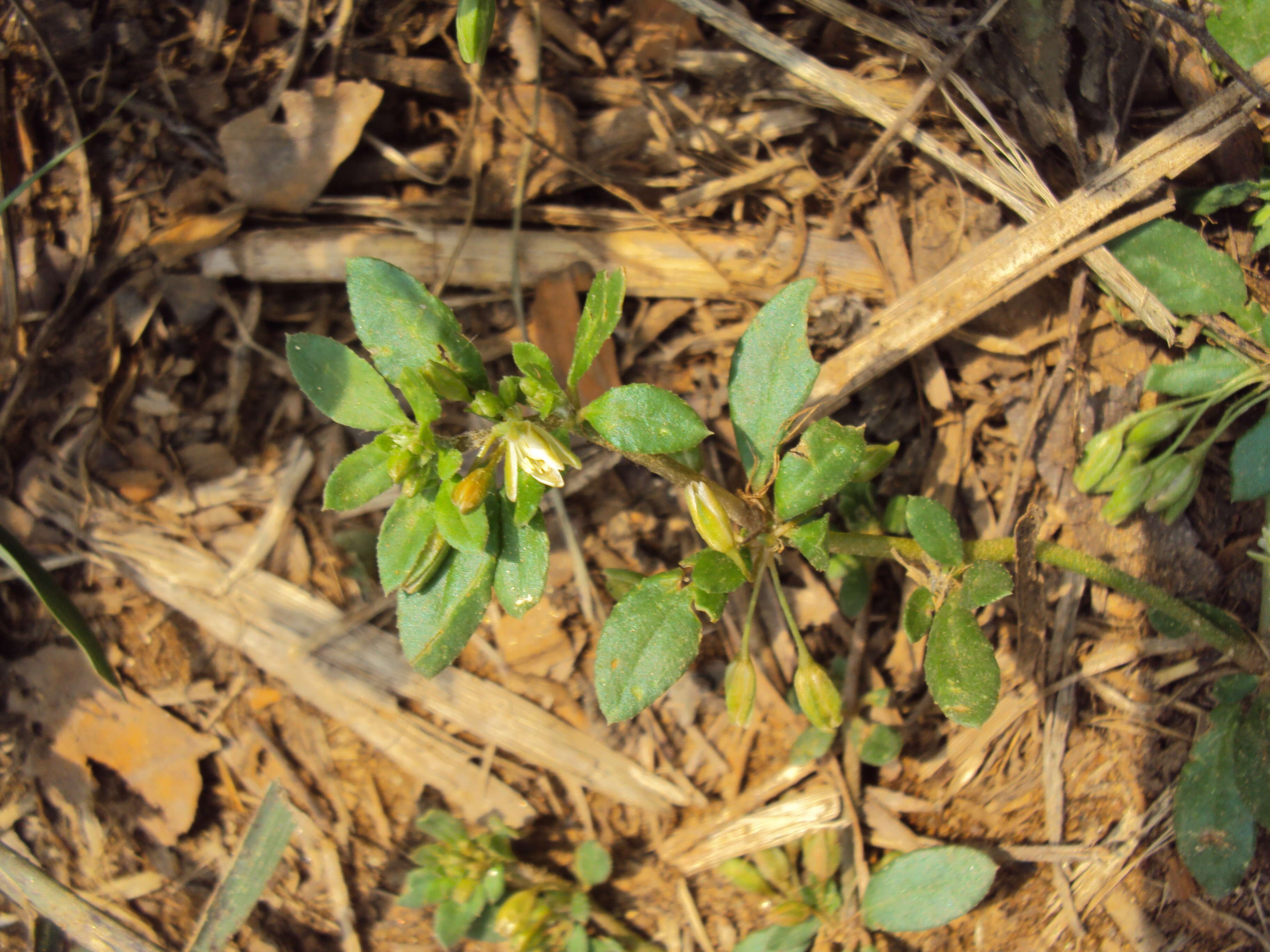 Mecardonia procumbens (Mill.) Small resmi