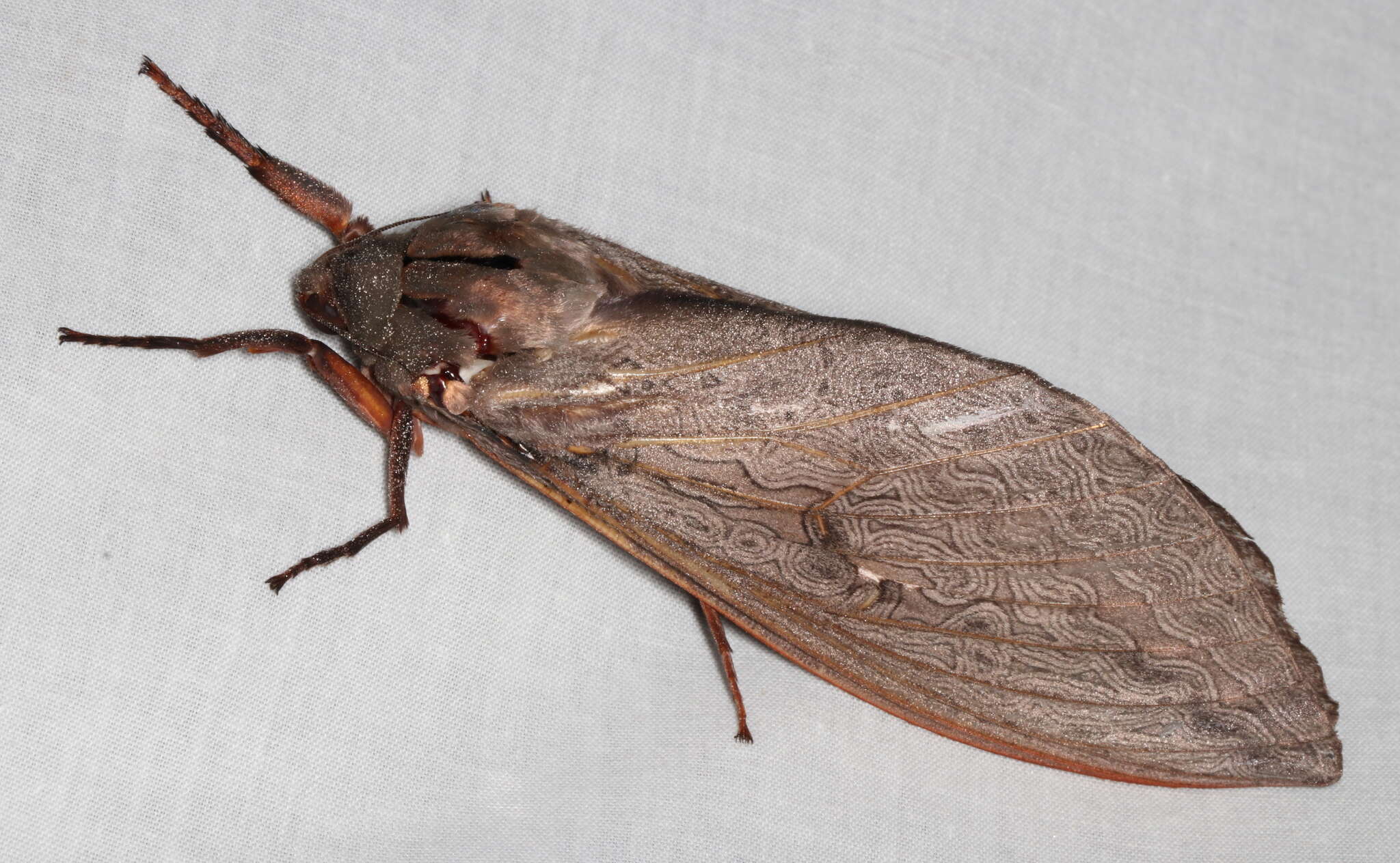 Image of Labyrinthine Ghost Moth