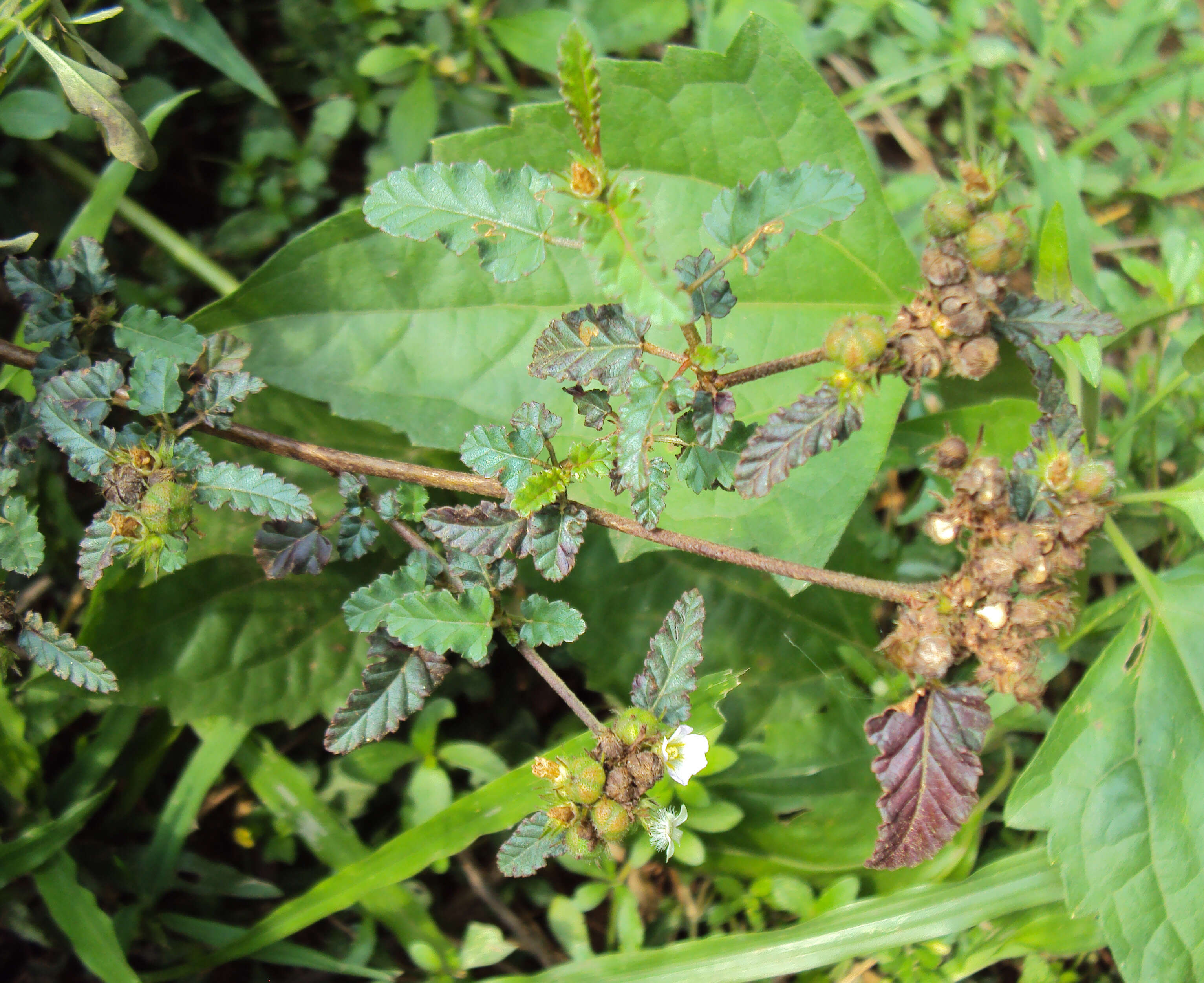 Image of Chocolate Weed