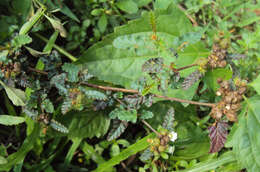 Image of Chocolate Weed