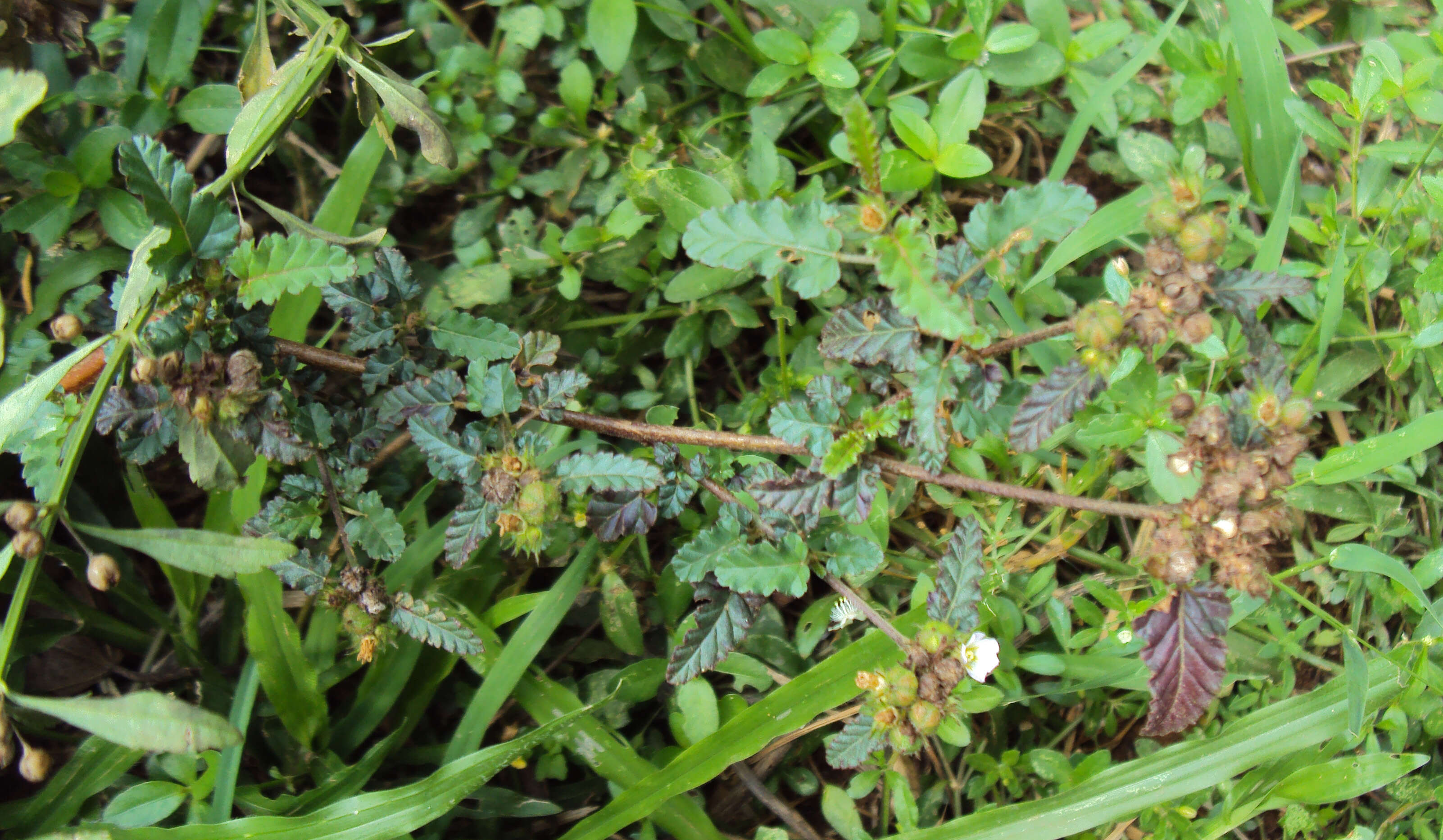 Image of Chocolate Weed