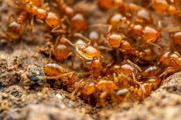 Image of Desert Fire Ant