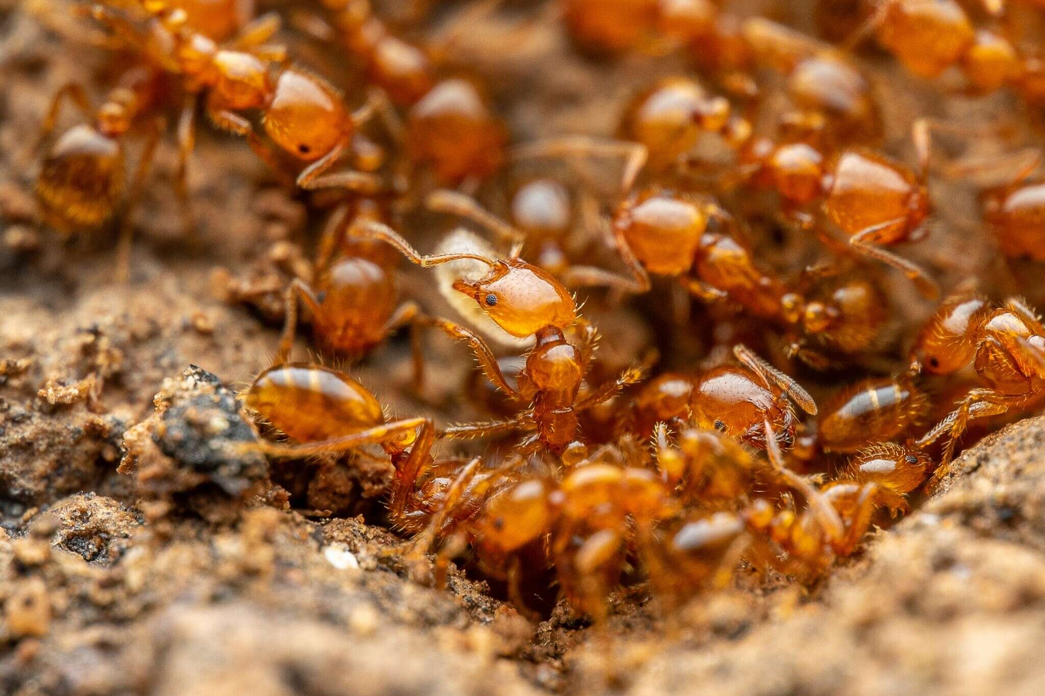 Image of Desert Fire Ant