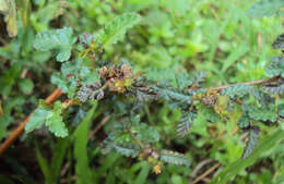 Image of Chocolate Weed