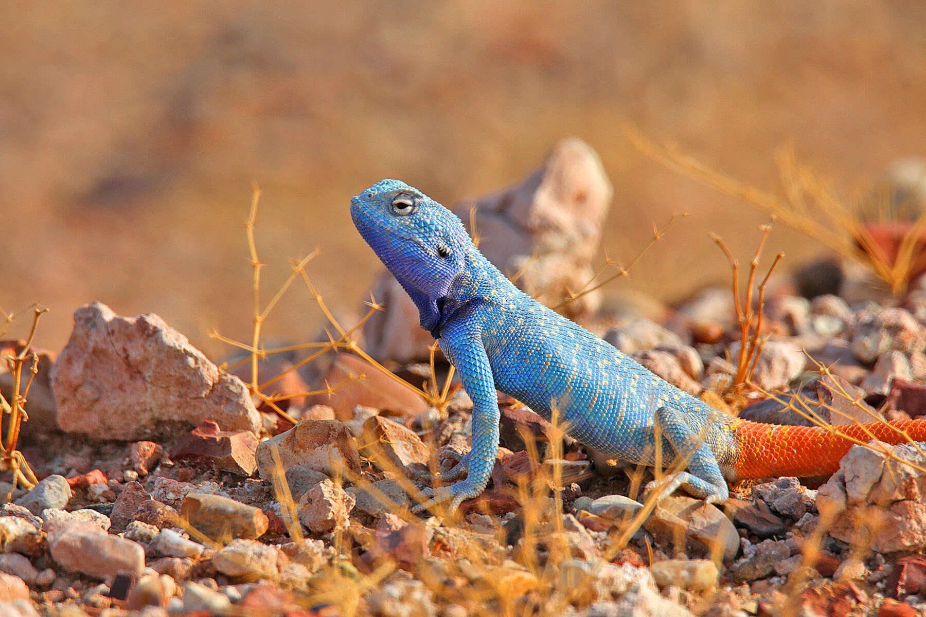 Trapelus flavimaculatus Rüppell 1835 resmi