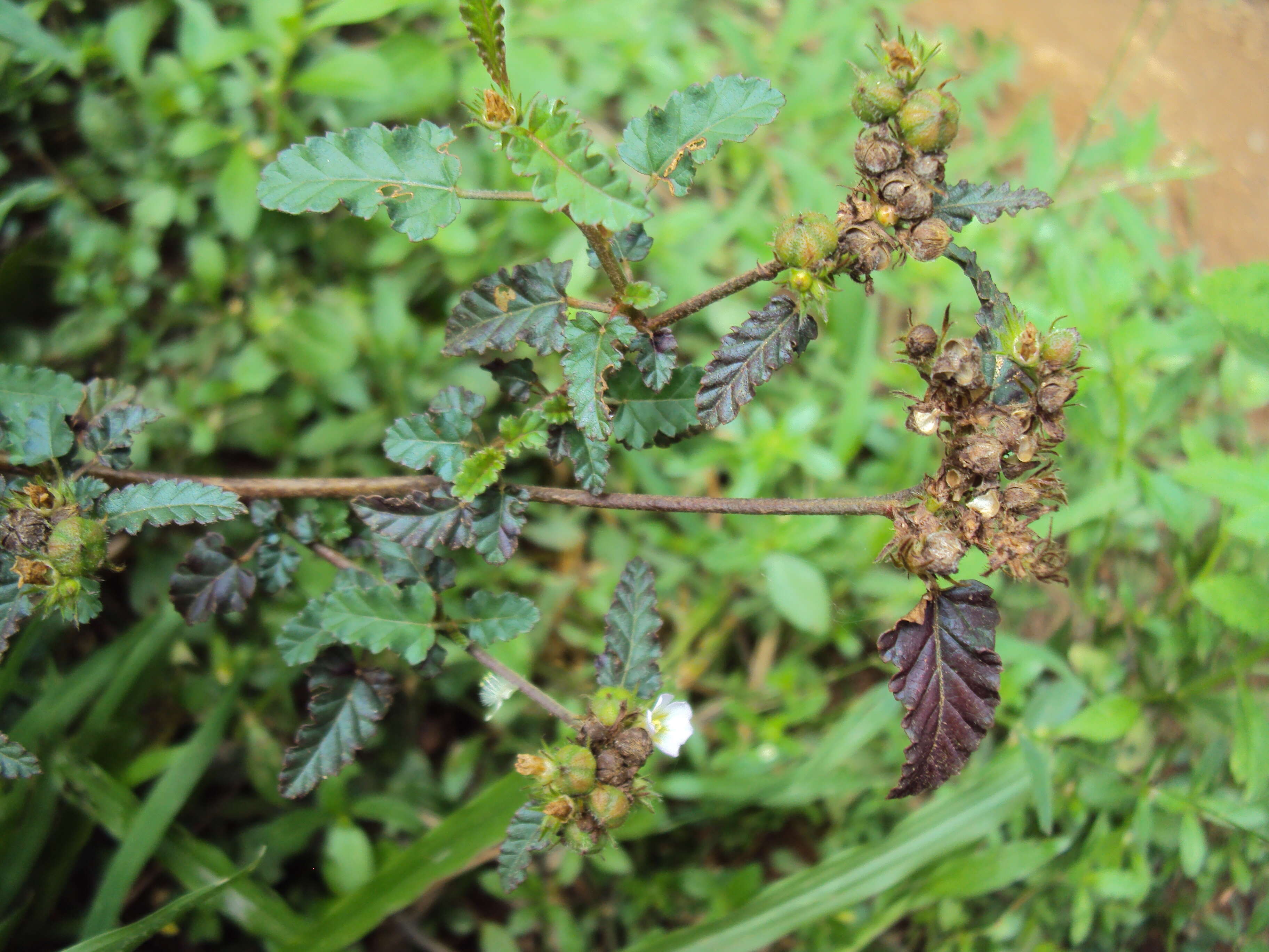 Image of Chocolate Weed