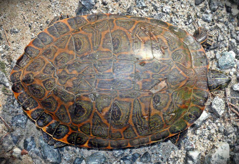 Image of Eastern River Cooter