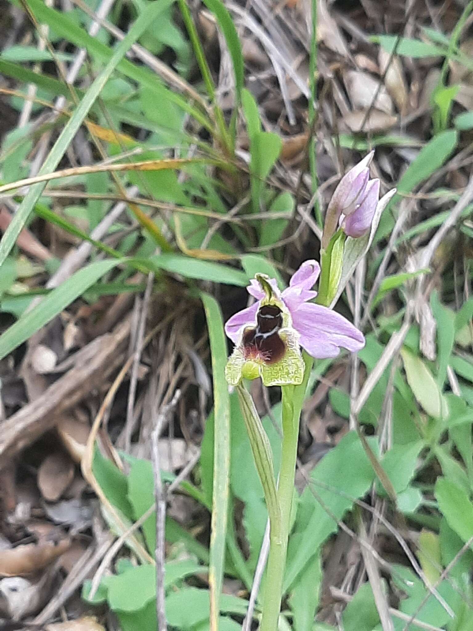 Image of Ophrys tenthredinifera subsp. ficalhoana (J. A. Guim.) M. R. Lowe & D. Tyteca