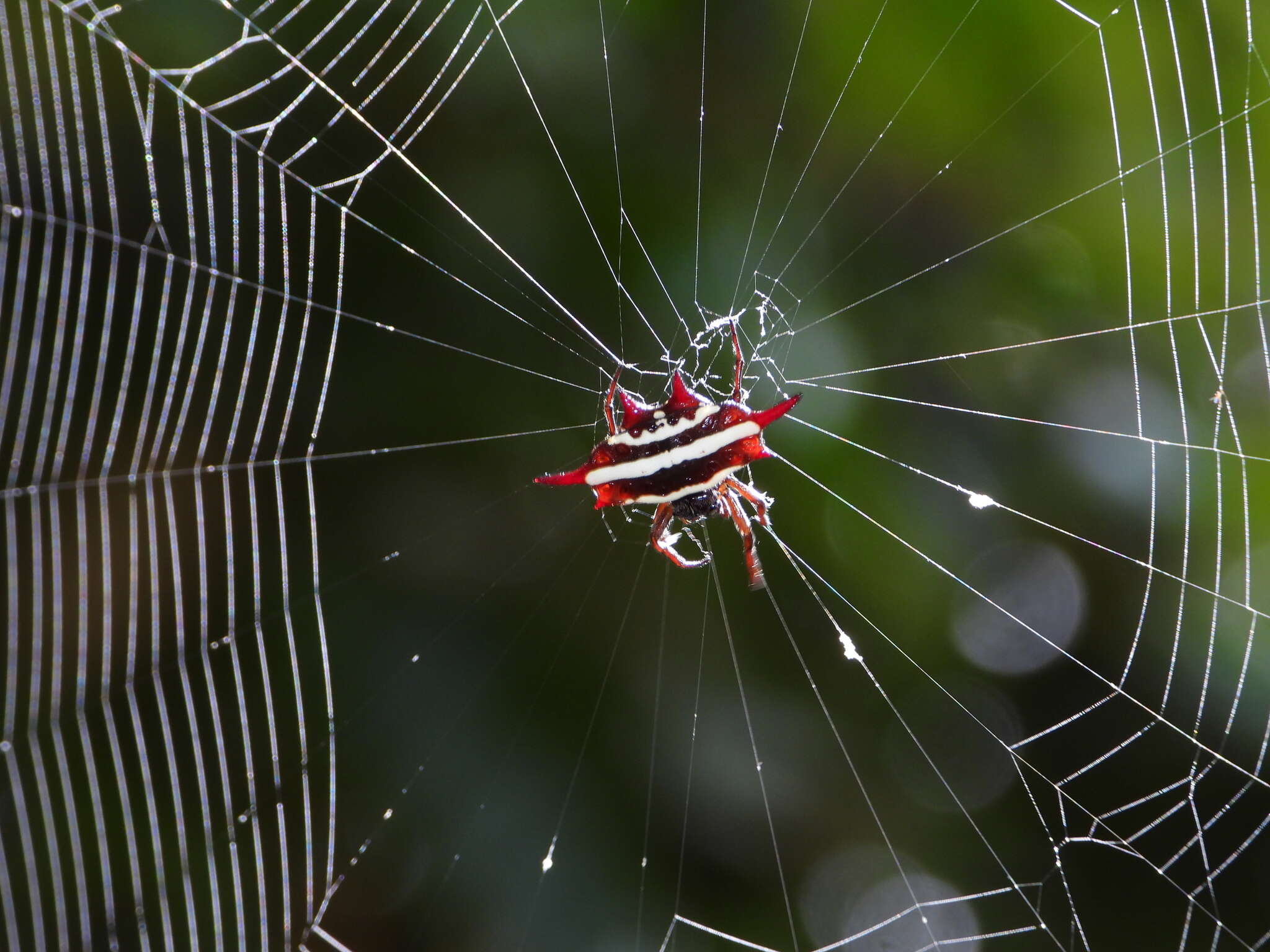 Image of Doria's Spiny Spider