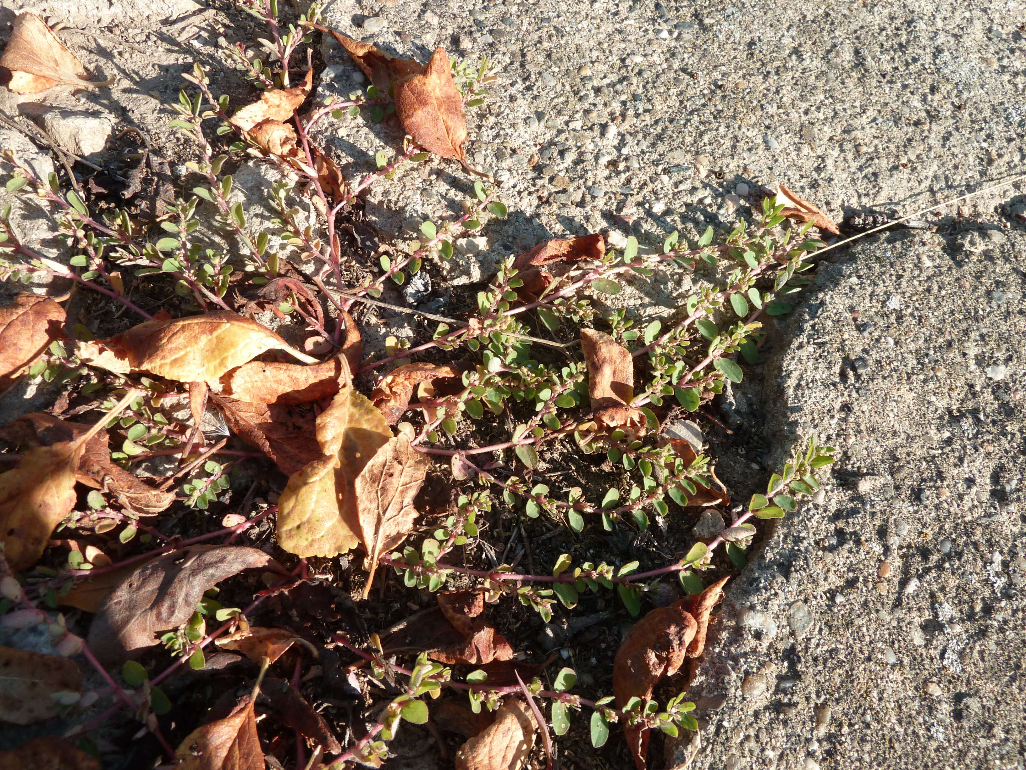 Image of Euphorbia chamaesyce L.